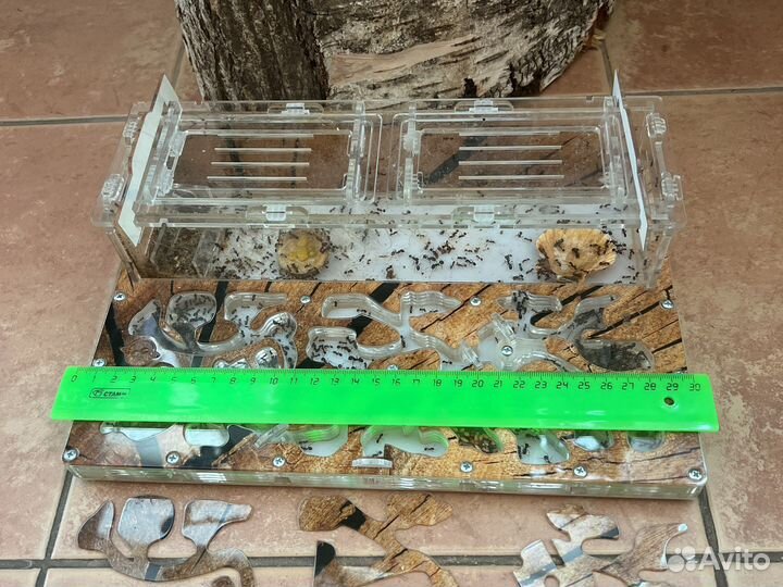 Муравьиная ферма с муравьями