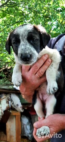 Отдам в добрые руки