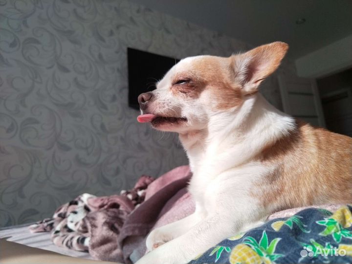 Вязка чихуахуа