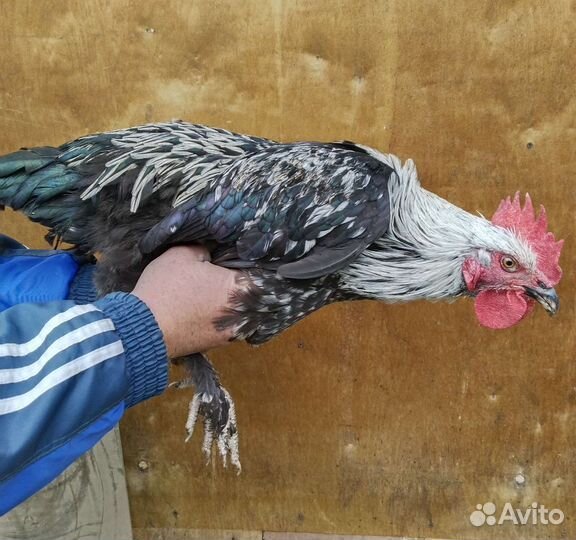 Петушки Маран