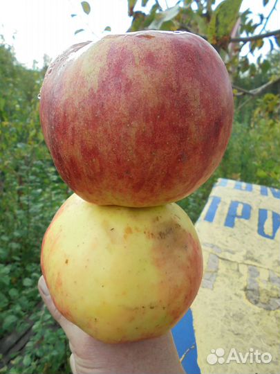 Cаженцы плодовых растений, местного производства