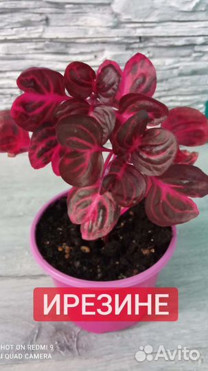 Комнатные цветы