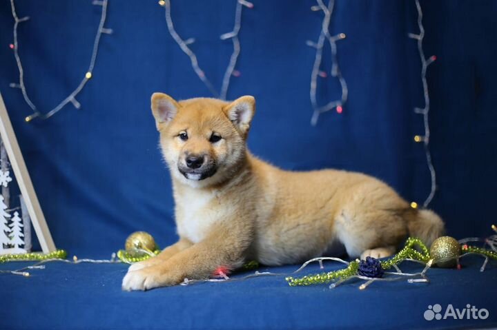 Щенки сиба ину