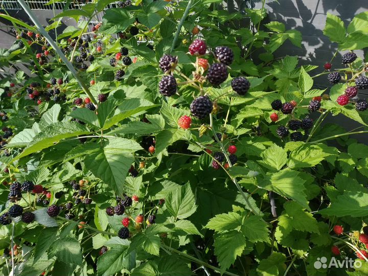 Малина Куберлен,бесшипая Ежевика блек Сатин