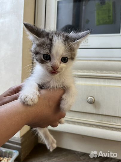Котик в добрые руки