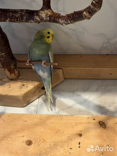 Волнистый попугай птенец