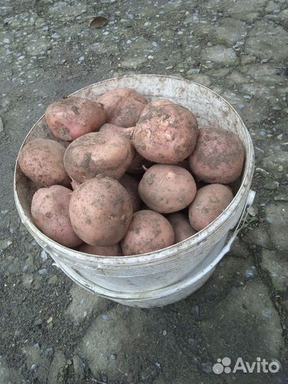 Продам картофель