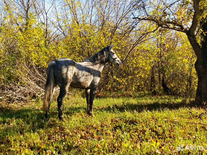 Лошадь кобыла