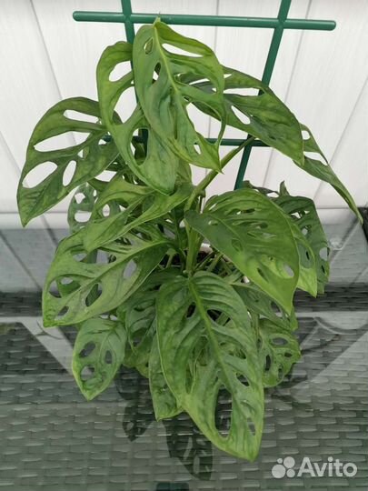 Монстера манки маск/адансона