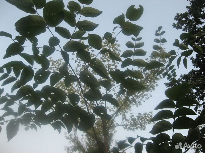 Декоративные деревья для сада