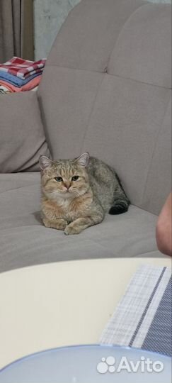 Кот Британская Шиншила Вязка