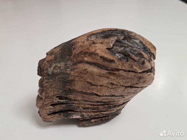 Зуб мамонта под стабилизацию