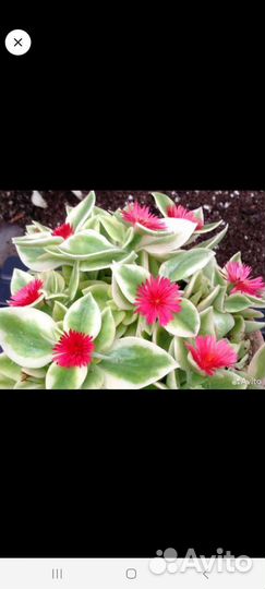 Аптения ампельная