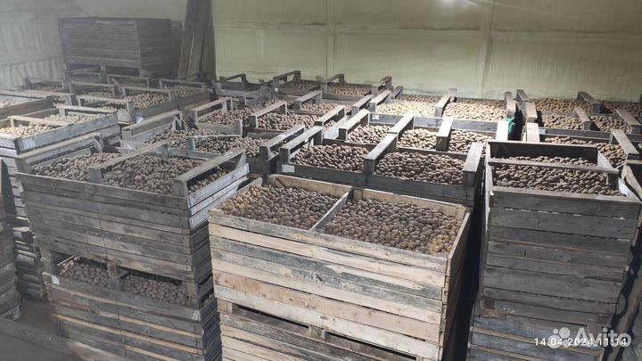 Картофель семенной (Гала,Коломбо,Ред Леди)