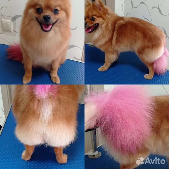 Груминг собак