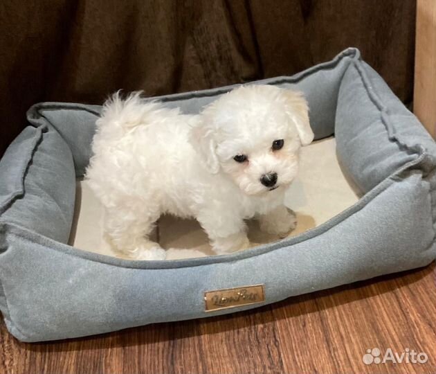 Продается щенок бишон фризе