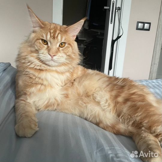 Кот мейн-кун