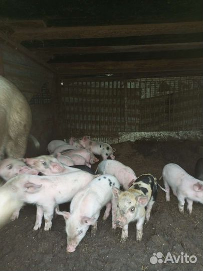 Поросята ландрас дюрок