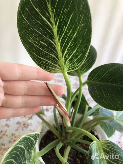 Филодендрон биркин вайт