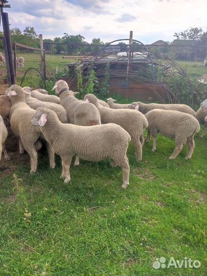 Бараны Мериноланд