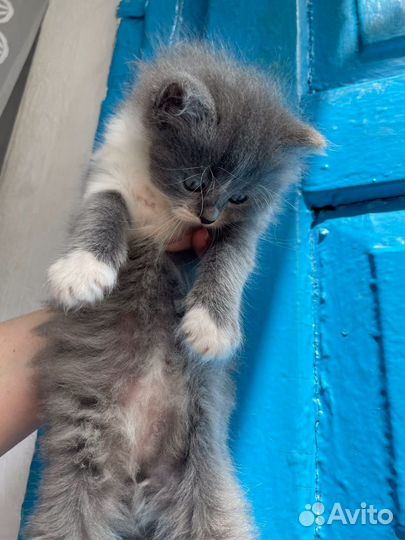 Котята помесь британца и перса