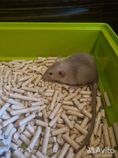 Белая крыса