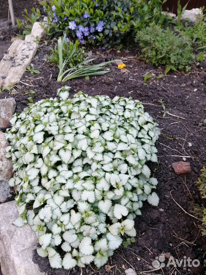 Барвинок, яснотка, гвоздика травянка