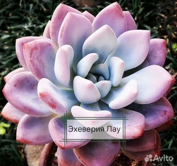 Суккуленты: Седум, Пахиверия, Эхеверия, Красула
