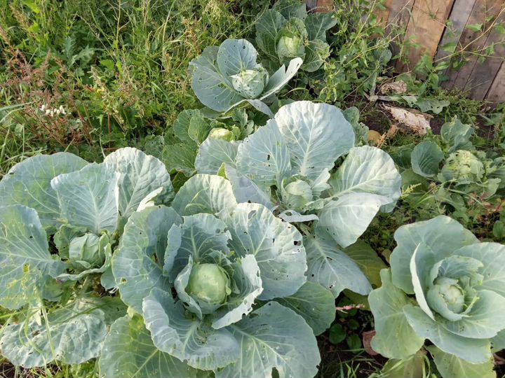 Дом 10 м² на участке 5 сот.