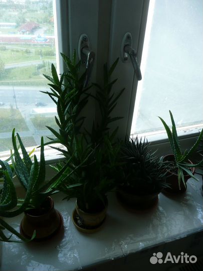 Цветы алоэ, хавортия, суккуленты