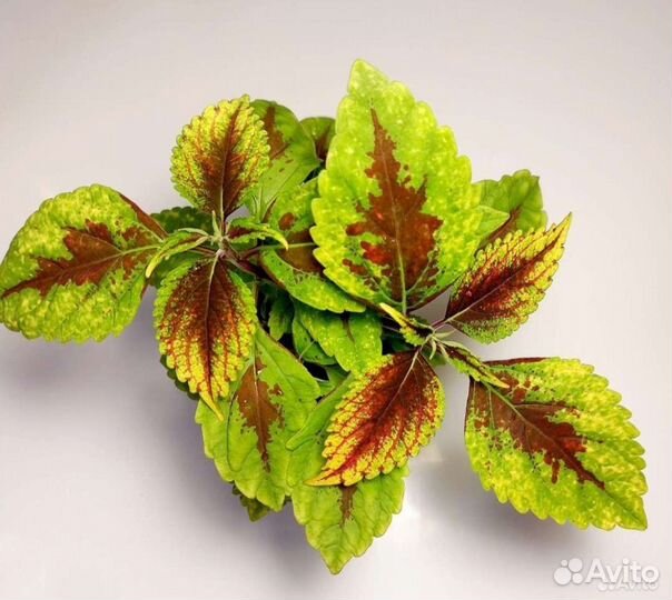 Колеусы сортовые