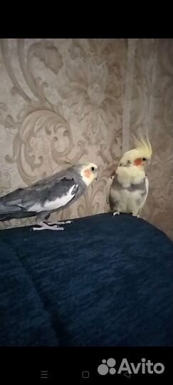 Попугай карелла