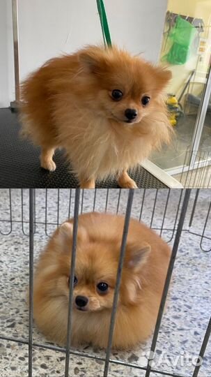 Груминг, стрижка собак