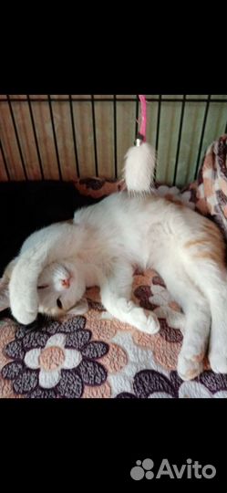 Котенок мальчик