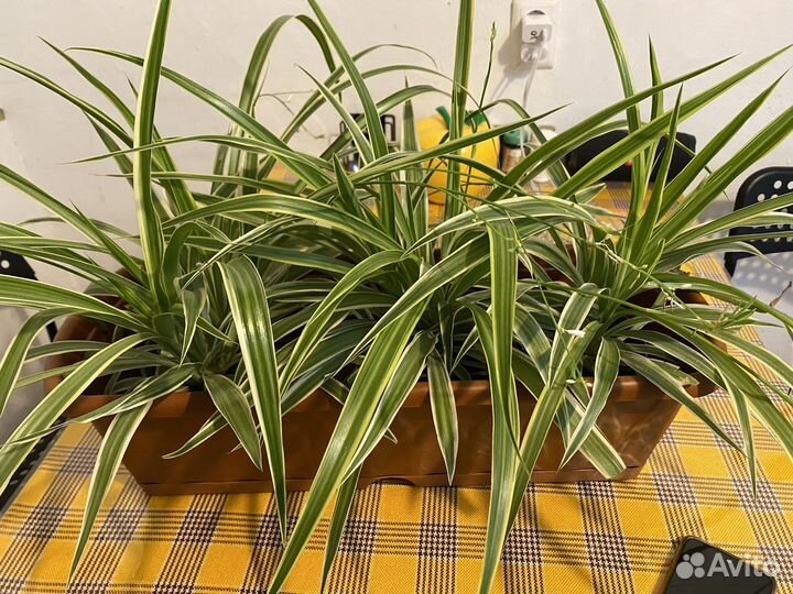 Хлорофитум