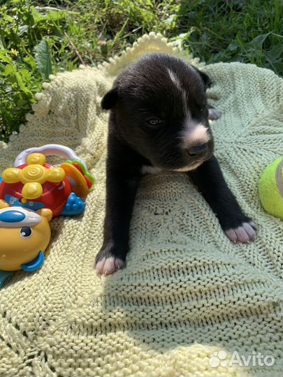 Щенки бесплатно