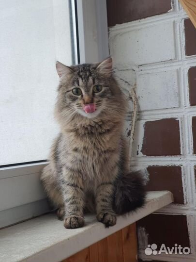 Пушистая кошечка Ника ищет дом, в добрые руки