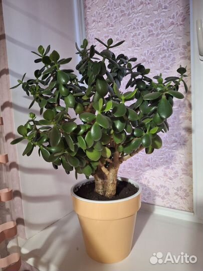 Крассула толстянка (денежное дерево)