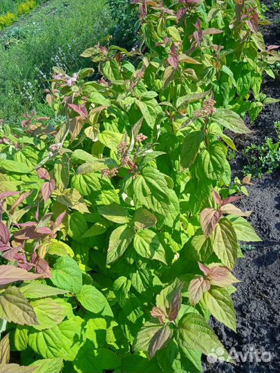 Саженцы окс декоративных кустарников