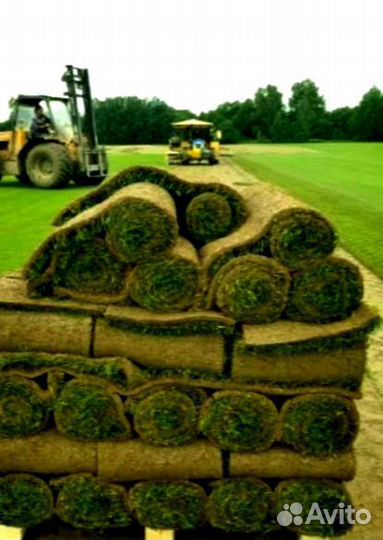 Рулонный газон от производителя