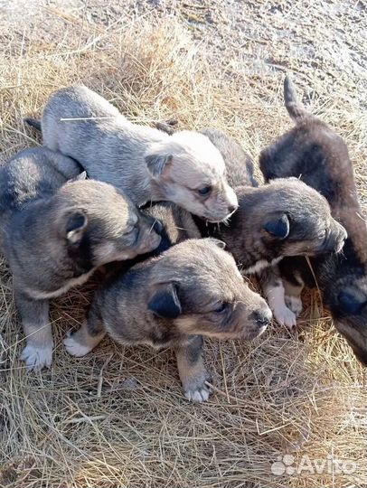 Щенки хаски