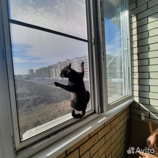 Сетка Антикошка