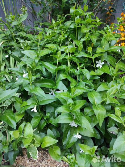 Лисий хвост Юкка Василек Рудберия Эхинацея Седум