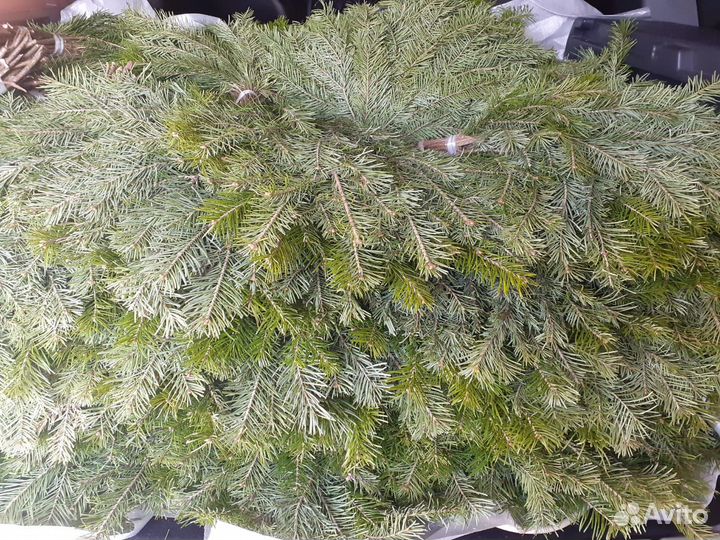 Веники пихта