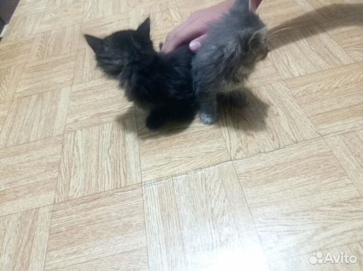 Отдам котят с подарком