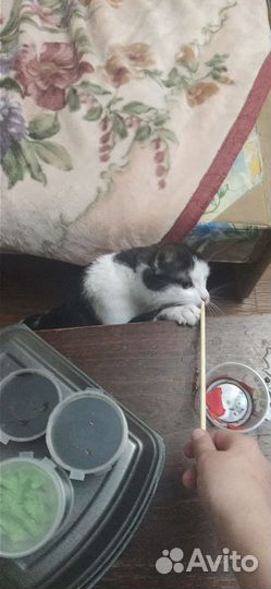 Отдам кошку в добрые руки