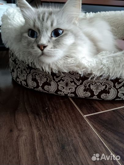Отдам в добрые руки