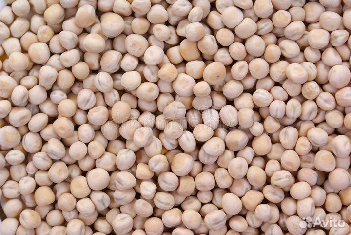 Семена озимого гороха Кондор рс1