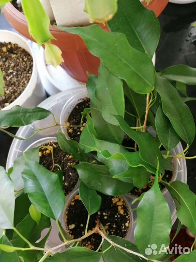 Фикус бенджамина