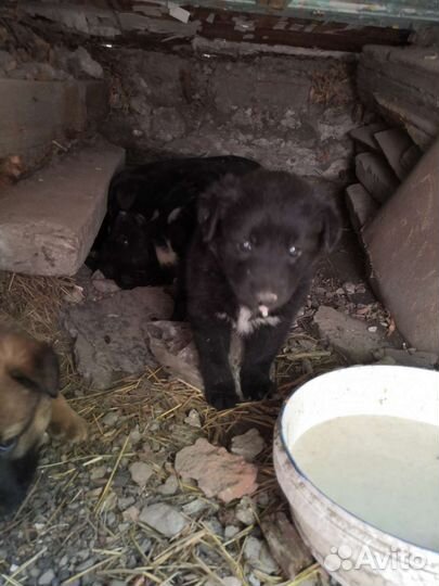 Отдам в хорошие руки щенят